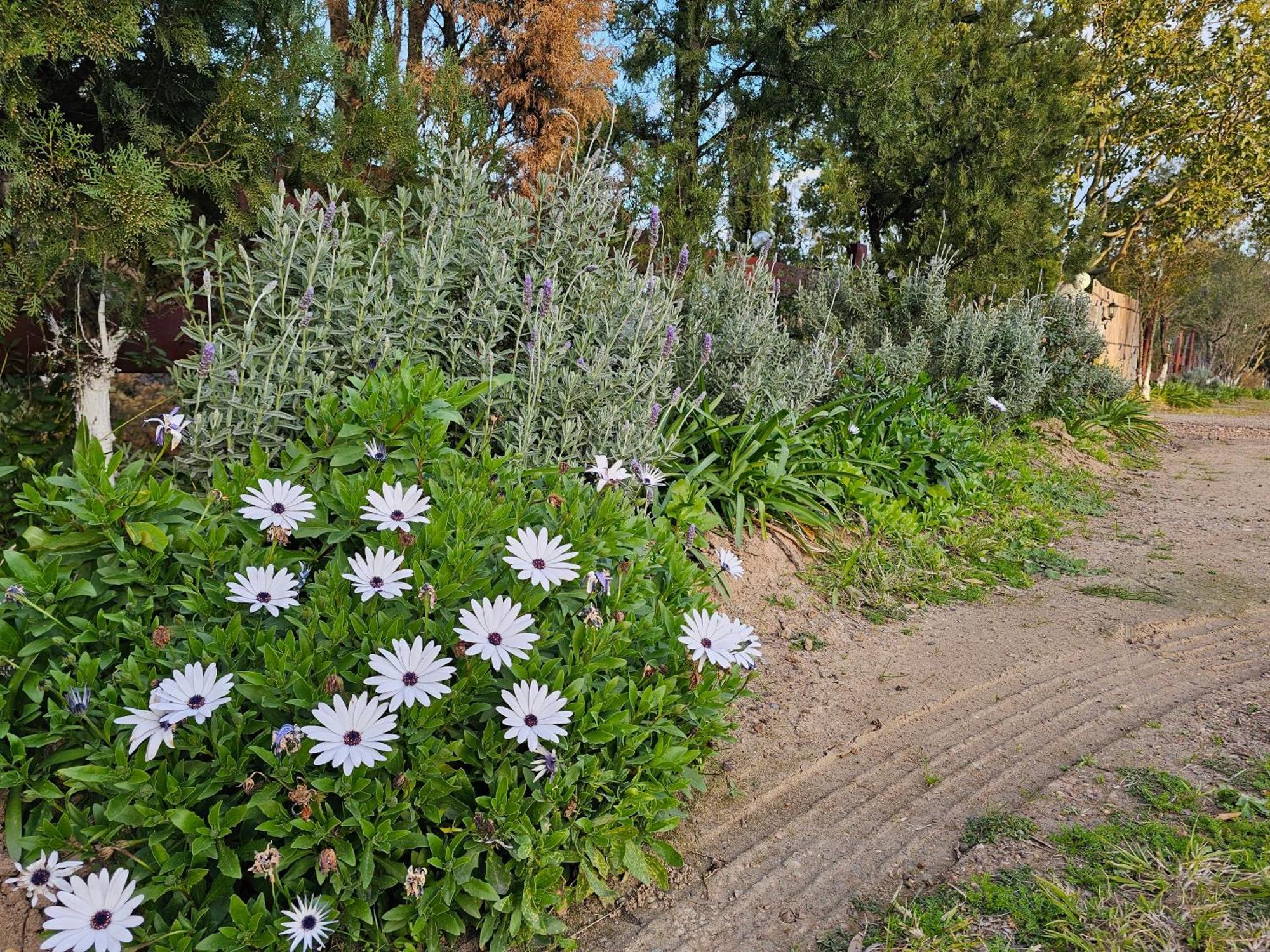 Gowrie Agapanthus Appartement Singleton Buitenkant foto